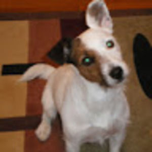 Meet your Posher, Doll babie